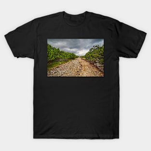 Dirt road through dwarf pines T-Shirt